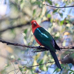 Alisterus scapularis (Australian King-Parrot) at Cedar Creek, QLD - 29 Sep 2025 by DAdeGroot