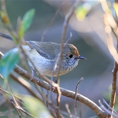 Acanthiza pusilla (Brown Thornbill) at Cedar Creek, QLD - 28 Sep 2025 by DAdeGroot