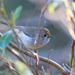 Acanthiza pusilla (Brown Thornbill) at Cedar Creek, QLD - 28 Sep 2025 by DAdeGroot