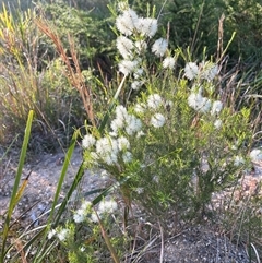Melaleuca armillaris (Bracelet Honey Myrtle) by LisaH