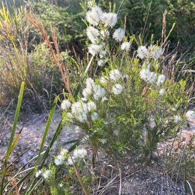 Melaleuca armillaris (Bracelet Honey Myrtle) at  - suppressed by LisaH