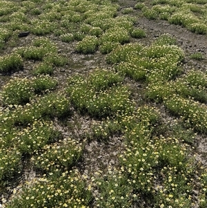 Brachyscome papillosa at Waugorah, NSW - 29 Sep 2025 by JamieNariNari