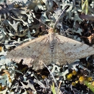 Scopula rubraria (Reddish Wave, Plantain Moth) at Yass River, NSW - 28 Sep 2025 by SenexRugosus