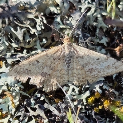 Scopula rubraria (Reddish Wave, Plantain Moth) at Yass River, NSW - 28 Sep 2025 by SenexRugosus