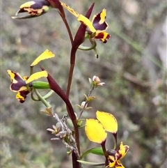 Diuris pardina (Leopard Doubletail) at Yass River, NSW - 29 Sep 2025 by SenexRugosus