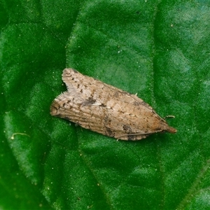 Rupicolana celatrix (A Tortricid moth (Archipini) at Downer, ACT - 29 Sep 2025 by RobertD