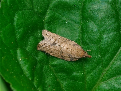 Rupicolana celatrix (A Tortricid moth (Archipini) at Downer, ACT - 29 Sep 2025 by RobertD