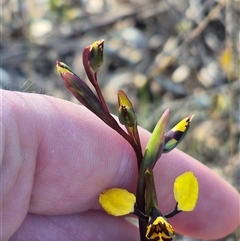 Diuris pardina at Bungendore, NSW - suppressed