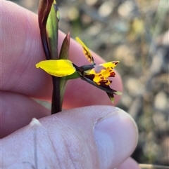 Diuris pardina at Bungendore, NSW - suppressed