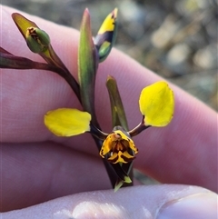 Diuris pardina at Bungendore, NSW - suppressed