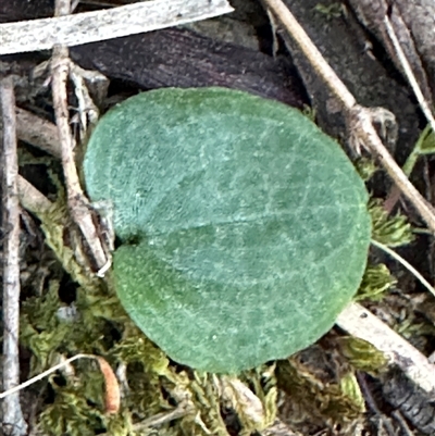 Cyrtostylis reniformis (Common Gnat Orchid) at  - suppressed by lbradley