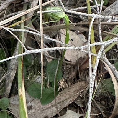 Pterostylis nutans (Nodding Greenhood) at Aranda, ACT - 29 Sep 2025 by lbradley