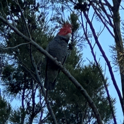 Callocephalon fimbriatum (Gang-gang Cockatoo) at Parkes, ACT - 29 Sep 2025 by lbradley