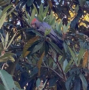 Callocephalon fimbriatum (Gang-gang Cockatoo) at Chifley, ACT - 29 Sep 2025 by George