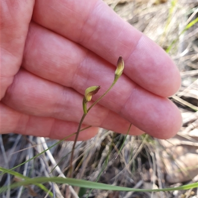Caladenia sp. (A Caladenia) at  - suppressed by Bubbles