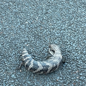 Tiliqua scincoides scincoides (Eastern Blue-tongue) at O'Connor, ACT - 29 Sep 2025 by Tsquared