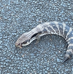 Tiliqua scincoides scincoides at O'Connor, ACT - 29 Sep 2025 05:13 PM