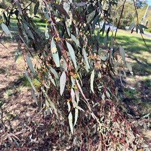Eucalyptus bridgesiana at Braddon, ACT - 29 Sep 2025 by Hejor1