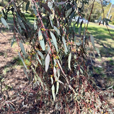 Eucalyptus bridgesiana at Braddon, ACT - 29 Sep 2025 by Hejor1