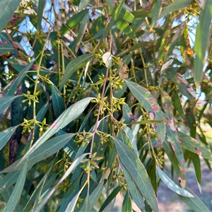 Eucalyptus bridgesiana at Ainslie, ACT - 29 Sep 2025 by Hejor1