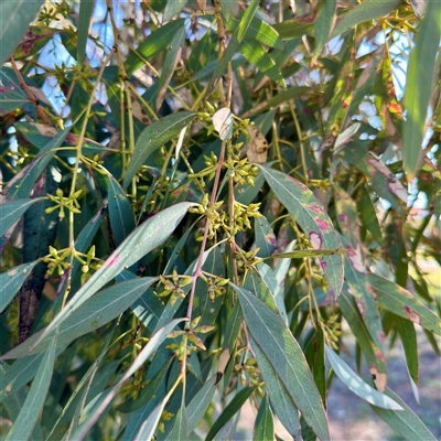 Eucalyptus bridgesiana at Ainslie, ACT - 29 Sep 2025 by Hejor1
