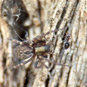 Formicidae (family) (Unidentified ant) at Braddon, ACT - 29 Sep 2025 by Hejor1