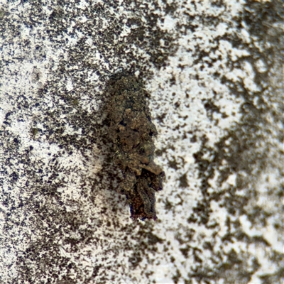 Psychidae (family) IMMATURE (Unidentified case moth or bagworm) at Braddon, ACT - 29 Sep 2025 by Hejor1