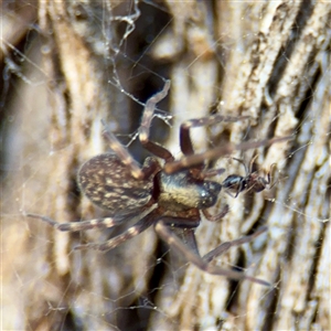 Badumna (genus) (Lattice-web spider) at Braddon, ACT - 29 Sep 2025 by Hejor1