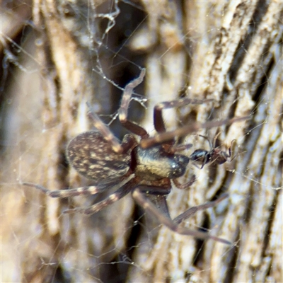 Badumna (genus) (Lattice-web spider) at Braddon, ACT - 29 Sep 2025 by Hejor1