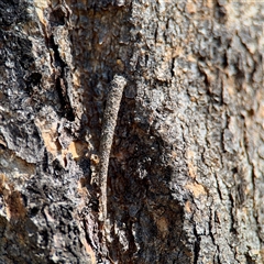 Lepidoscia (genus) IMMATURE at Ainslie, ACT - 29 Sep 2025 by Hejor1