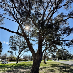 Eucalyptus bridgesiana at Ainslie, ACT - 29 Sep 2025 by Hejor1