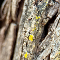 Candelariella sp. at Braddon, ACT - 29 Sep 2025 by Hejor1