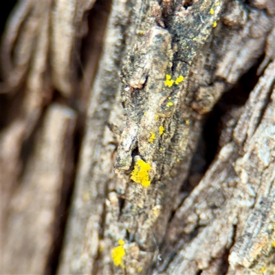 Candelariella sp. at Braddon, ACT - 29 Sep 2025 by Hejor1