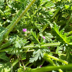 Erodium (genus) at Ainslie, ACT - 29 Sep 2025 by Hejor1