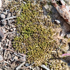 Barbula sp. at Braddon, ACT - 29 Sep 2025 by Hejor1