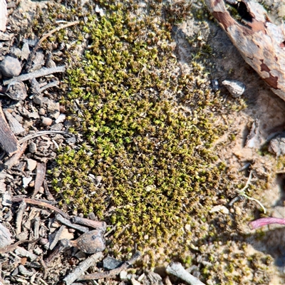 Barbula sp. at Braddon, ACT - 29 Sep 2025 by Hejor1