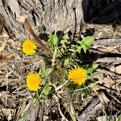 Taraxacum sp. at Braddon, ACT - 29 Sep 2025 by Hejor1