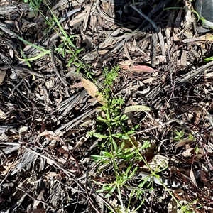 Galium aparine at Braddon, ACT - 29 Sep 2025 by Hejor1