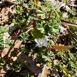 Malva neglecta at Ainslie, ACT - 29 Sep 2025 by Hejor1