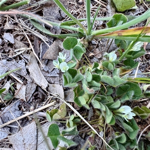 Trifolium subterraneum at Ainslie, ACT - 29 Sep 2025 by Hejor1
