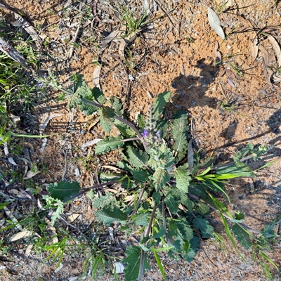 Salvia sp. at Ainslie, ACT - 29 Sep 2025 by Hejor1