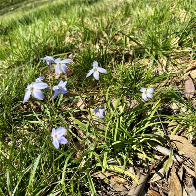 Ipheion uniflorum (Spring Star-flower) at Ainslie, ACT - 29 Sep 2025 by Hejor1