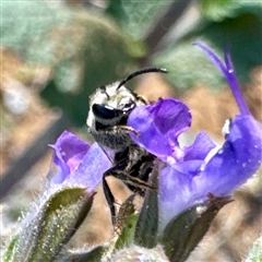 Lasioglossum (Chilalictus) lanarium (Halictid bee) at Ainslie, ACT - 29 Sep 2025 by Hejor1