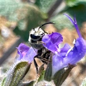 Lasioglossum (Chilalictus) lanarium (Halictid bee) at Ainslie, ACT - 29 Sep 2025 by Hejor1