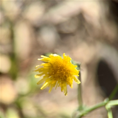 Sonchus sp. at Braddon, ACT - 29 Sep 2025 by Hejor1
