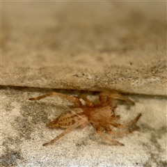 Intruda signata (Ground spider) at Ainslie, ACT - 29 Sep 2025 by Hejor1