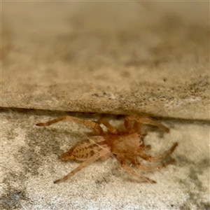 Intruda signata (Ground spider) at Ainslie, ACT - 29 Sep 2025 by Hejor1