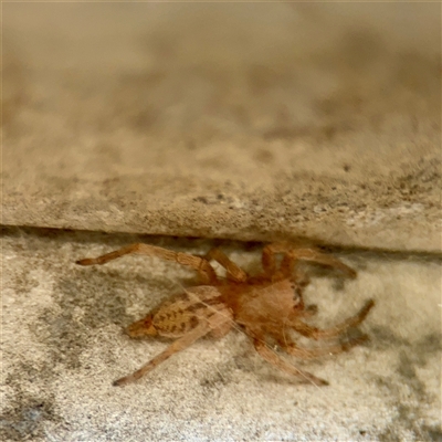 Intruda signata (Ground spider) at Ainslie, ACT - 29 Sep 2025 by Hejor1