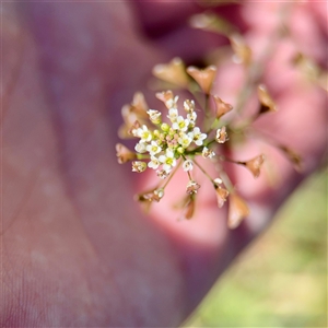 Capsella bursa-pastoris (Shepherd's Purse) at Ainslie, ACT - 29 Sep 2025 by Hejor1