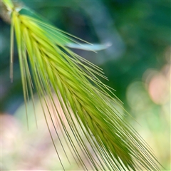 Hordeum (genus) (A Barley Grass) at Braddon, ACT - 29 Sep 2025 by Hejor1